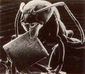 Antfarm Users